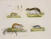 Goldfuss Water Rat, Water Vole, Mouse and Lemming